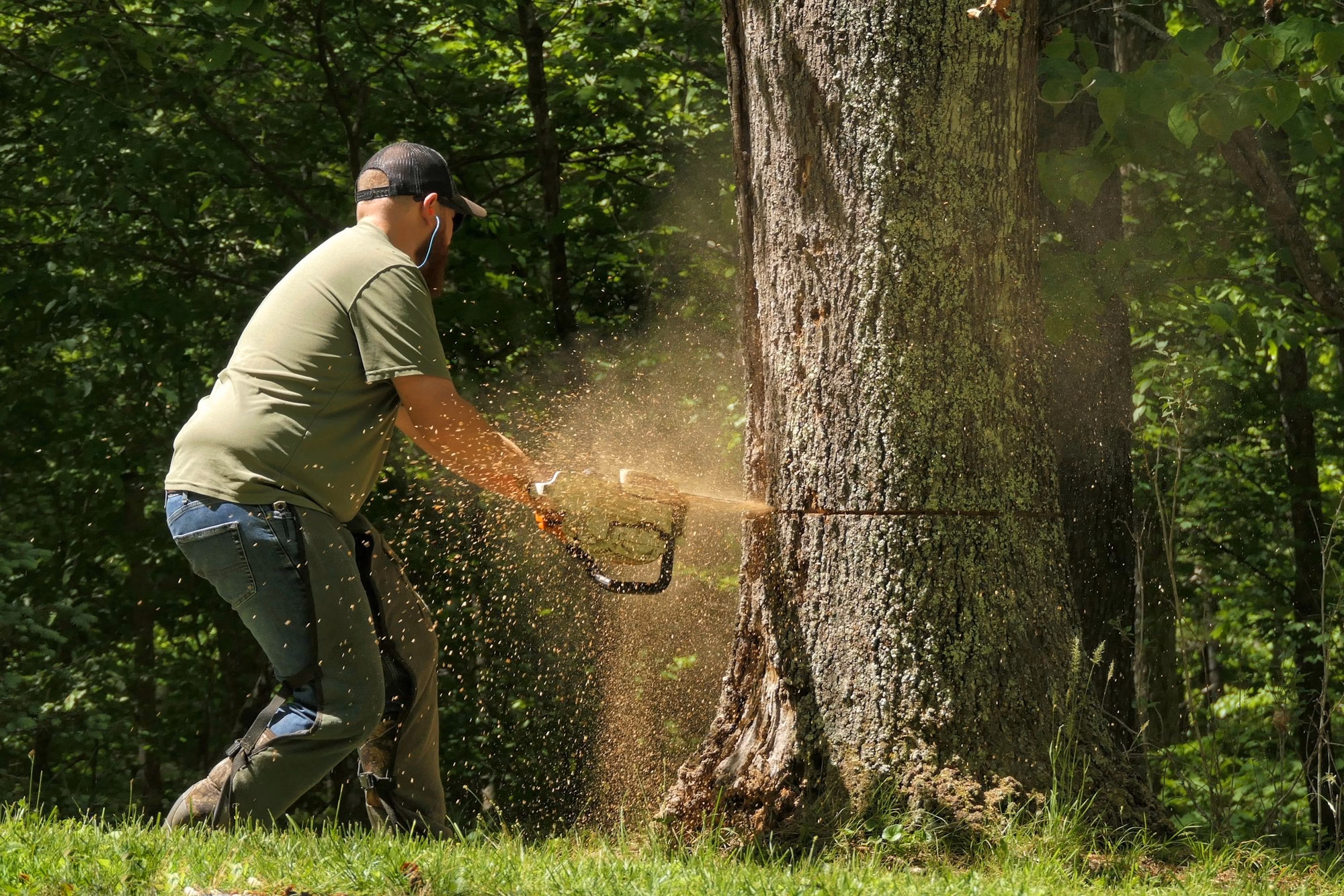 Cutting up a dead tree with a chainsaw