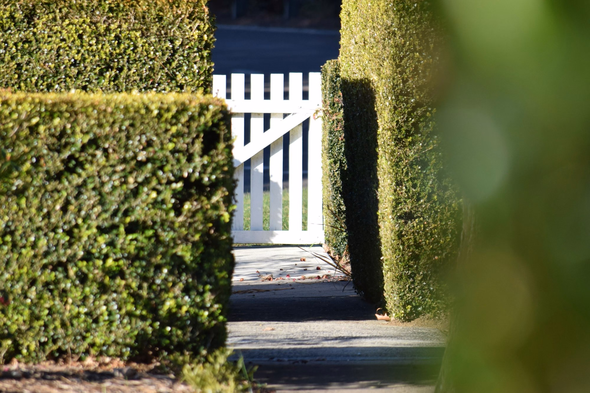 White gate framed by clipped hedges