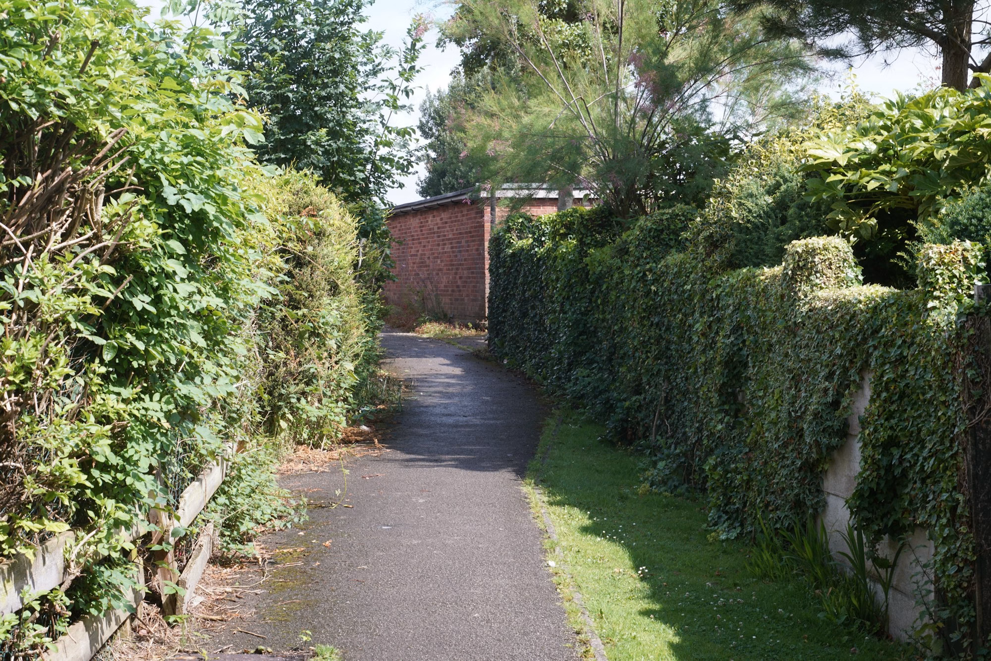 Garden path lined with trimmed hedges