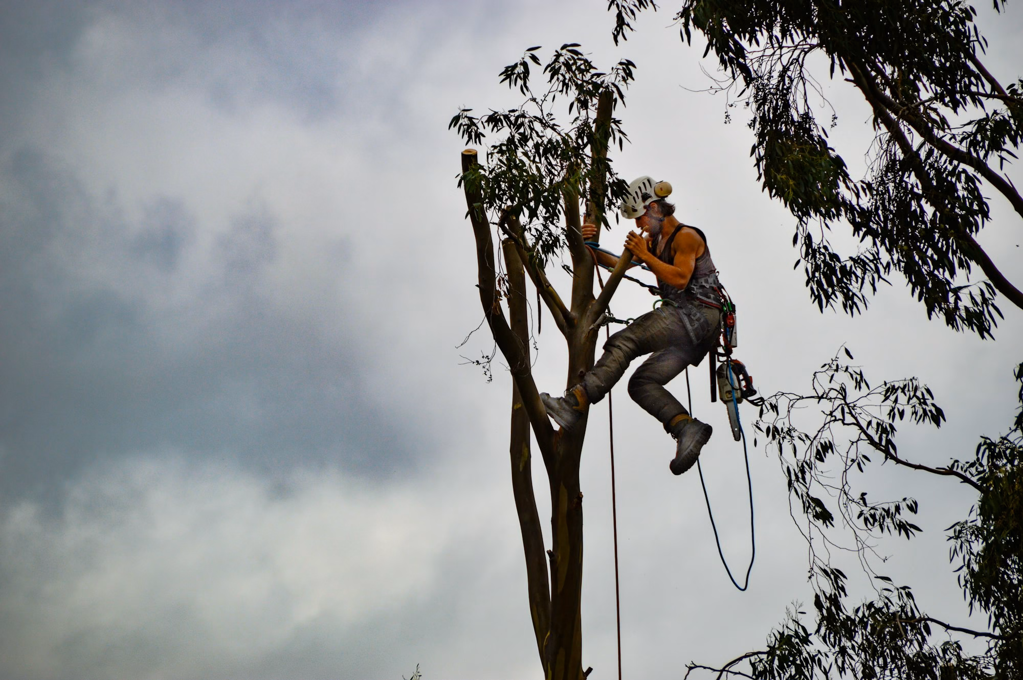 Tree trimmer working in a tree